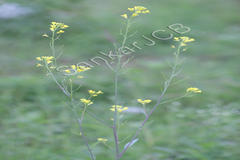 Brassica juncea